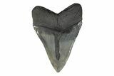 Serrated, Fossil Megalodon Tooth - South Carolina #239763-2